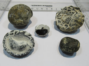 Seeigel fossil klasse Sammlung 5 Stk Kreide Flint Tensfeld, Deutschland