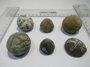 Seeigel fossil Sammlung 6 Stk Kreide Flint Ostsee Rügen, Deutschland