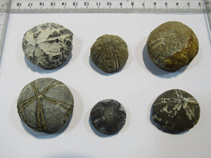 Seeigel fossil Sammlung 6 Stk Kreide Flint Ostsee Rügen, Deutschland