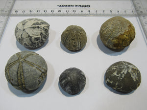 Seeigel fossil Sammlung 6 Stk Kreide Flint Ostsee Rügen, Deutschland