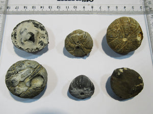 Seeigel fossil Sammlung 6 Stk Kreide Flint Ostsee Rügen, Deutschland