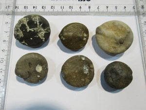 Seeigel fossil Sammlung 6 Stk Kreide Flint Geschiebe Tensfeld, Deutschland