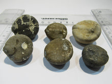 Laden Sie das Bild in den Galerie-Viewer, Seeigel fossil Sammlung 6 Stk Kreide Flint Geschiebe Tensfeld, Deutschland