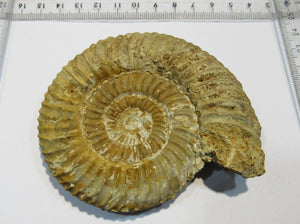 Ammonit Perisphinctes 9cm Jura Oxfordium Schwäbische Alb Plettenberg, Deutschland