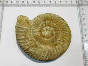 Ammonit Perisphinctes 9cm Jura Oxfordium Schwäbische Alb Plettenberg, Deutschland