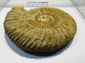 Ammonit Perisphinctes 9cm Jura Oxfordium Schwäbische Alb Plettenberg, Deutschland