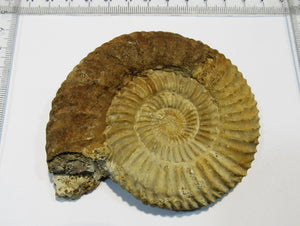 Ammonit Perisphinctes 9cm Jura Oxfordium Schwäbische Alb Plettenberg, Deutschland