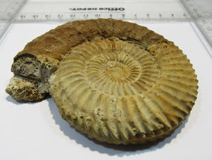 Ammonit Perisphinctes 9cm Jura Oxfordium Schwäbische Alb Plettenberg, Deutschland