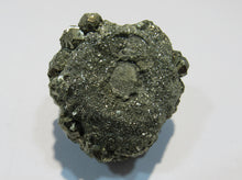 Laden Sie das Bild in den Galerie-Viewer, Pyrit Kristall Knolle Konkretion um Fossil Mögglingen 4cm, Deutschland