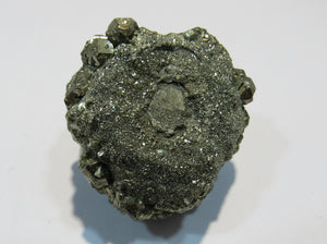 Pyrit Kristall Knolle Konkretion um Fossil Mögglingen 4cm, Deutschland