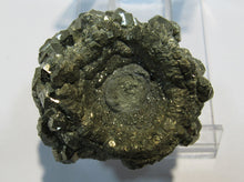 Laden Sie das Bild in den Galerie-Viewer, Pyrit Kristall Knolle Konkretion um Fossil Mögglingen 4cm, Deutschland