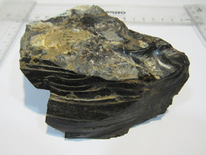 Opalisierender Kieselgur Holzopal 13cm Niederofleiden Vogelsberg Hessen, Deutschland