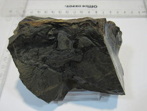 Opalisierender Kieselgur Holzopal 13cm Niederofleiden Vogelsberg Hessen, Deutschland