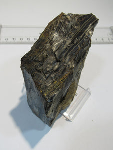 Opalisierender Kieselgur Holzopal 13cm Niederofleiden Vogelsberg Hessen, Deutschland