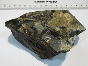 Opalisierender Kieselgur Holzopal 13cm Niederofleiden Vogelsberg Hessen, Deutschland