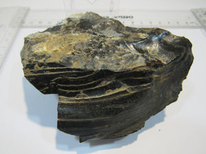 Opalisierender Kieselgur Holzopal 13cm Niederofleiden Vogelsberg Hessen, Deutschland