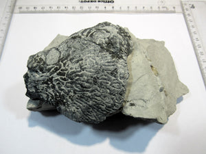 Schwamm Tremabolites auf Mergel 8-13cm Campan Höver, Deutschland