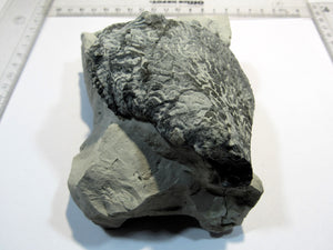 Schwamm Tremabolites auf Mergel 8-13cm Campan Höver, Deutschland