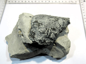 Schwamm Tremabolites auf Mergel 8-13cm Campan Höver, Deutschland