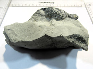 Schwamm Tremabolites auf Mergel 8-13cm Campan Höver, Deutschland