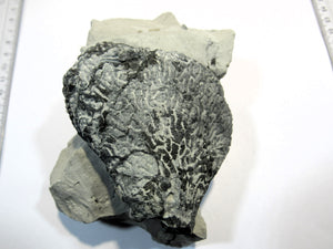 Schwamm Tremabolites auf Mergel 8-13cm Campan Höver, Deutschland