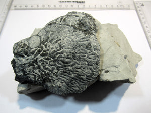 Schwamm Tremabolites auf Mergel 8-13cm Campan Höver, Deutschland