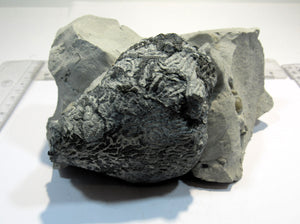 Schwamm Tremabolites auf Mergel 8-13cm Campan Höver, Deutschland