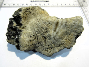 Koralle fossil Strand Altfund 1900 Quarz Calcit 11cm Travemünde, Deutschland