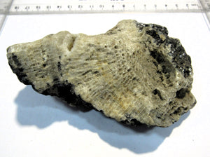 Koralle fossil Strand Altfund 1900 Quarz Calcit 11cm Travemünde, Deutschland