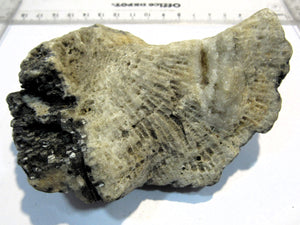 Koralle fossil Strand Altfund 1900 Quarz Calcit 11cm Travemünde, Deutschland