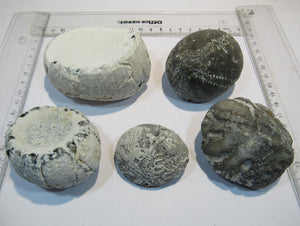 Seeigel fossil Sammlung 5 große Echinocorys 5-9cm Flint Kreide Ostsee , Deutschland