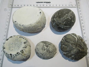 Seeigel fossil Sammlung 5 große Echinocorys 5-9cm Flint Kreide Ostsee , Deutschland