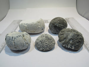 Seeigel fossil Sammlung 5 große Echinocorys 5-9cm Flint Kreide Ostsee , Deutschland