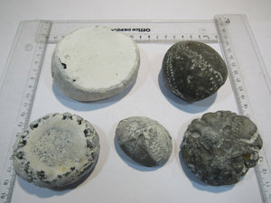 Seeigel fossil Sammlung 5 große Echinocorys 5-9cm Flint Kreide Ostsee , Deutschland