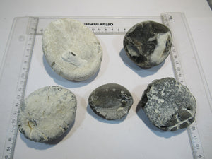 Seeigel fossil Sammlung 5 große Echinocorys 5-9cm Flint Kreide Ostsee , Deutschland