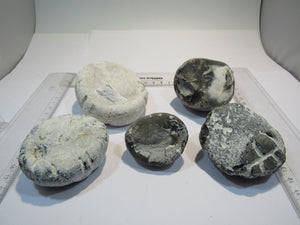 Seeigel fossil Sammlung 5 große Echinocorys 5-9cm Flint Kreide Ostsee , Deutschland