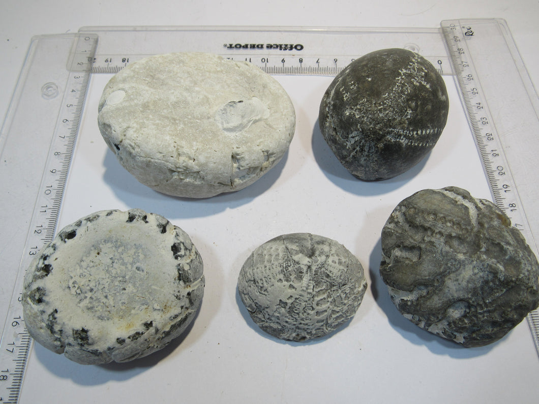 Seeigel fossil Sammlung 5 große Echinocorys 5-9cm Flint Kreide Ostsee , Deutschland