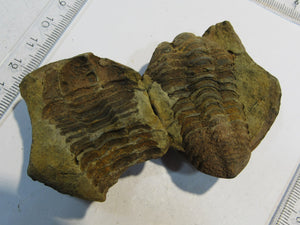 Trilobit Calymene Devon Geode 2 Hälften Negativ + Positiv Mrakib Atlas, Marokko