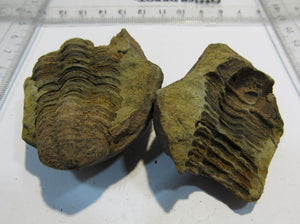 Trilobit Calymene Devon Geode 2 Hälften Negativ + Positiv Mrakib Atlas, Marokko