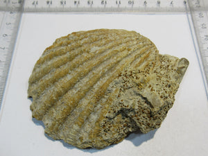 Muschel Kammmuschel Mollusce pelecypod Jura Bayeux Normandie, Frankreich