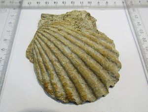 Muschel Kammmuschel Mollusce pelecypod Jura Bayeux Normandie, Frankreich