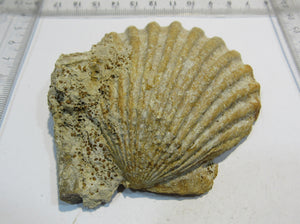 Muschel Kammmuschel Mollusce pelecypod Jura Bayeux Normandie, Frankreich