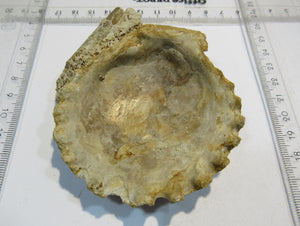 Muschel Kammmuschel Mollusce pelecypod Jura Bayeux Normandie, Frankreich