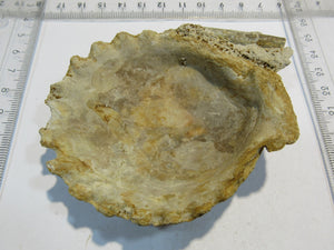 Muschel Kammmuschel Mollusce pelecypod Jura Bayeux Normandie, Frankreich