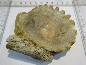 Muschel Kammmuschel Mollusce pelecypod Jura Bayeux Normandie, Frankreich