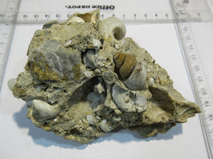 Schnecken Fossilien Kuchen 11cm Eozän Oberwart Burgenland, Österreich