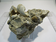 Laden Sie das Bild in den Galerie-Viewer, Schnecken Fossilien Kuchen 11cm Eozän Oberwart Burgenland, Österreich