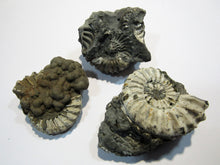 Laden Sie das Bild in den Galerie-Viewer, Ammonit Los 3 Stk. Pyrit- Pleuroceren 3,5-4,5cm Buttenheim, Deutschland