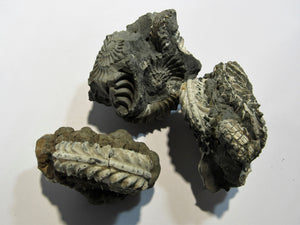 Ammonit Los 3 Stk. Pyrit- Pleuroceren 3,5-4,5cm Buttenheim, Deutschland