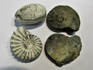 Ammonit Set Pleuroceren und Miesmuschel Buttenheim, Deutschland